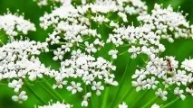 Рецепти виготовлення коктейлю абсент в домашніх умовах. коктейлю