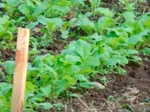 Ріпа посадка та догляд у відкритому ґрунті, терміни посадки, хвороби фото догляд