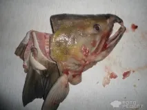 може бъде може бъде