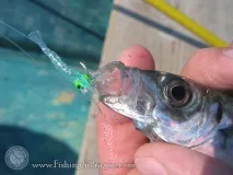 Рибалка на Чорному морі у Криму морі