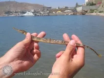 Рибалка на Чорному морі у Криму морі