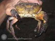 Рибалка на Чорному морі у Криму морі