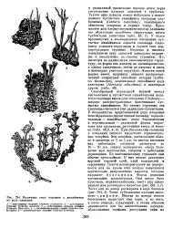 енциклопедия енциклопедия