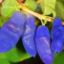 плодови плодови