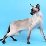 умни общителни