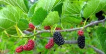 засаждане засаждане грижи