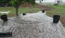засаждане засаждане