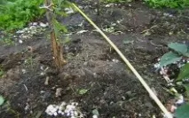 отглеждане шампиньони