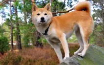 описание shiba