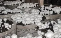 домашни шампиньони