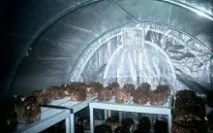 домашни домашни