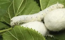 засаждане грижи засаждане