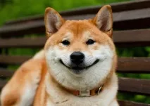shiba характеристики