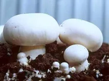 отглеждане шампиньони