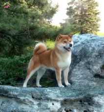 характеристики shiba