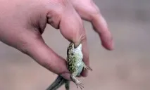 Сонник Кусати, до чого сниться Кусати кусати