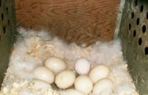 седи седи