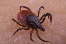 активності