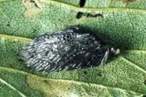 мухи Tabanidae конски мухи