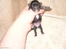 колко тежи