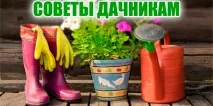 съвети сеете