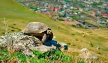 Середземноморська черепаха (Грецька) догляд у домашніх умовах черепаха