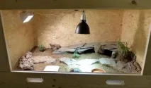 Середземноморська черепаха (Грецька) догляд у домашніх умовах середземноморська