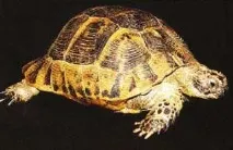 средиземноморски костенурки Testudo graeca