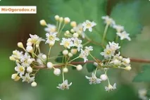 Стефанандра фото, сорти та агротехніка сорти