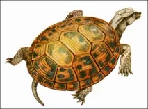 Середземноморська черепаха (Testudo graeca) черепаха середземноморська, розмір ареал середземноморська