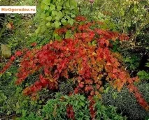 Стефанандра фото, сорти та агротехніка стефанандра
