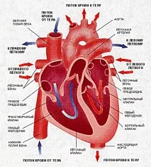 специфични рецептори специфични рецептори