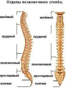 гръбначен лумбосакралния