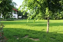 плешиви плешиви