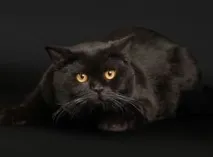 киев киев