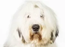 подстригване киев