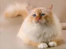 кучета киев