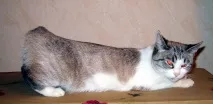 Тічка у кішки тічка
