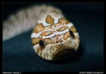 heterodon heterodon