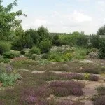 храсти храсти
