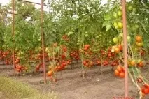 Томат ямал характеристика та опис сортуфото та відгуки городників, агротехніка, врожайність ямал