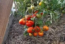 Томат - Калинка-малинка опис сорту, фото, вирощування смачних помідорів фото