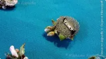 пластмаса пластмаса