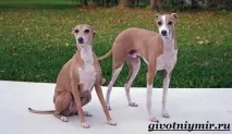 whippet това куче