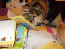 Помер собака, чия історія зачепила весь світ весь