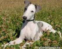whippet куче