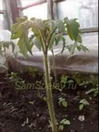 домати домати