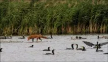 Качка кряква дзьоб самка качки, чим харчується, де живе, міграція кряква