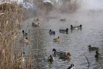 Качка кряква дзьоб самка качки, чим харчується, де живе, міграція дзьоб