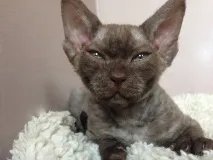 догляд